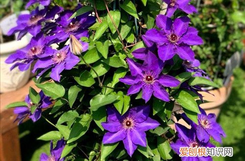 铁线莲最好养的品种推荐 铁线莲好养又漂亮的7个品种，值得新手入手！