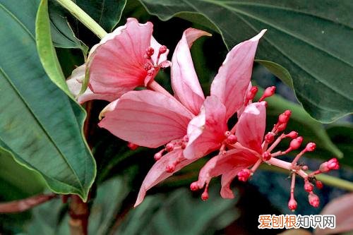 宝莲灯花掉小花蕾 宝莲灯掉花蕾怎么办？原因及解决方法看这里！