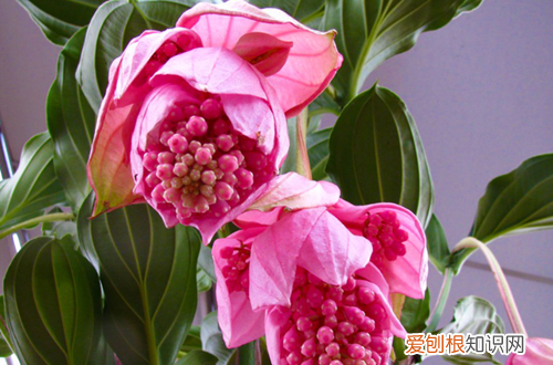 宝莲灯花掉小花蕾 宝莲灯掉花蕾怎么办？原因及解决方法看这里！