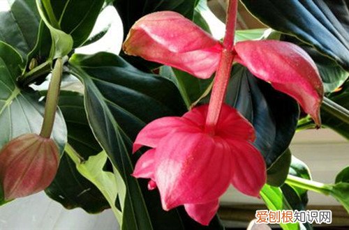 宝莲灯花掉小花蕾 宝莲灯掉花蕾怎么办？原因及解决方法看这里！