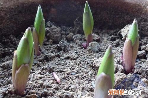 百合出苗后不长了 百合花出苗后一直不长，不知道要怎么办？