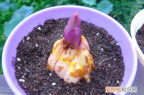 百合出苗后不长了 百合花出苗后一直不长，不知道要怎么办？