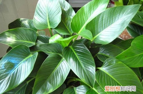 金钻长出的叶子老是卷的，不知何故 ？怎么救？