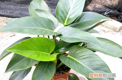 金钻长出的叶子老是卷的，不知何故 ？怎么救？