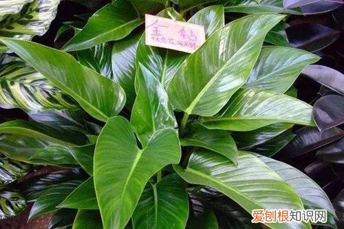 金钻长出的叶子老是卷的，不知何故 ？怎么救？