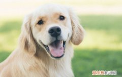 狗子可以吃枣么 狗能吃枣儿吗