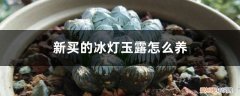多肉冰灯玉露的养殖方法和注意事项 新买的冰灯玉露怎么养
