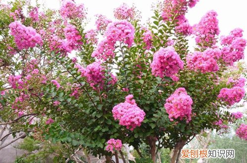 紫薇树叶子枯黄有点干怎么救 冬天紫薇树叶子全黄了，接下来怎么处理好？怎么修剪？