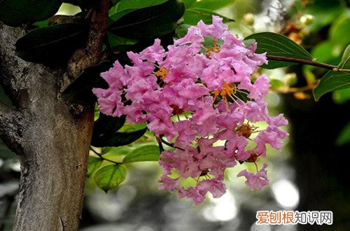 紫薇树叶子枯黄有点干怎么救 冬天紫薇树叶子全黄了，接下来怎么处理好？怎么修剪？