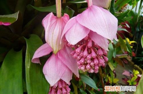 宝莲灯花茎发软 宝莲灯花苞发软是什么原因？查找这几个原因，能轻松解决！