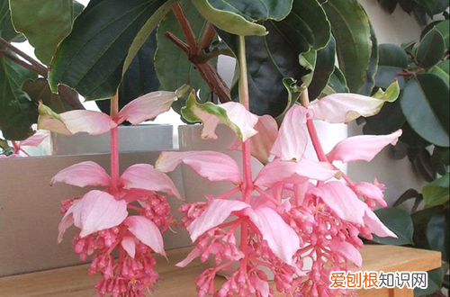 宝莲灯花茎发软 宝莲灯花苞发软是什么原因？查找这几个原因，能轻松解决！