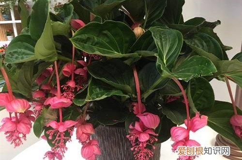 宝莲灯花茎发软 宝莲灯花苞发软是什么原因？查找这几个原因，能轻松解决！