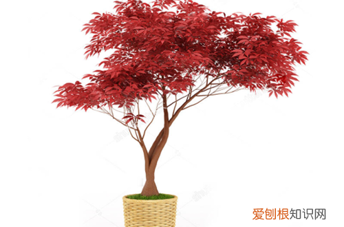 图 红枫怎么养 红枫的养护方法和注意事项