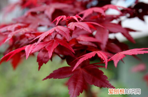 图 红枫怎么养 红枫的养护方法和注意事项