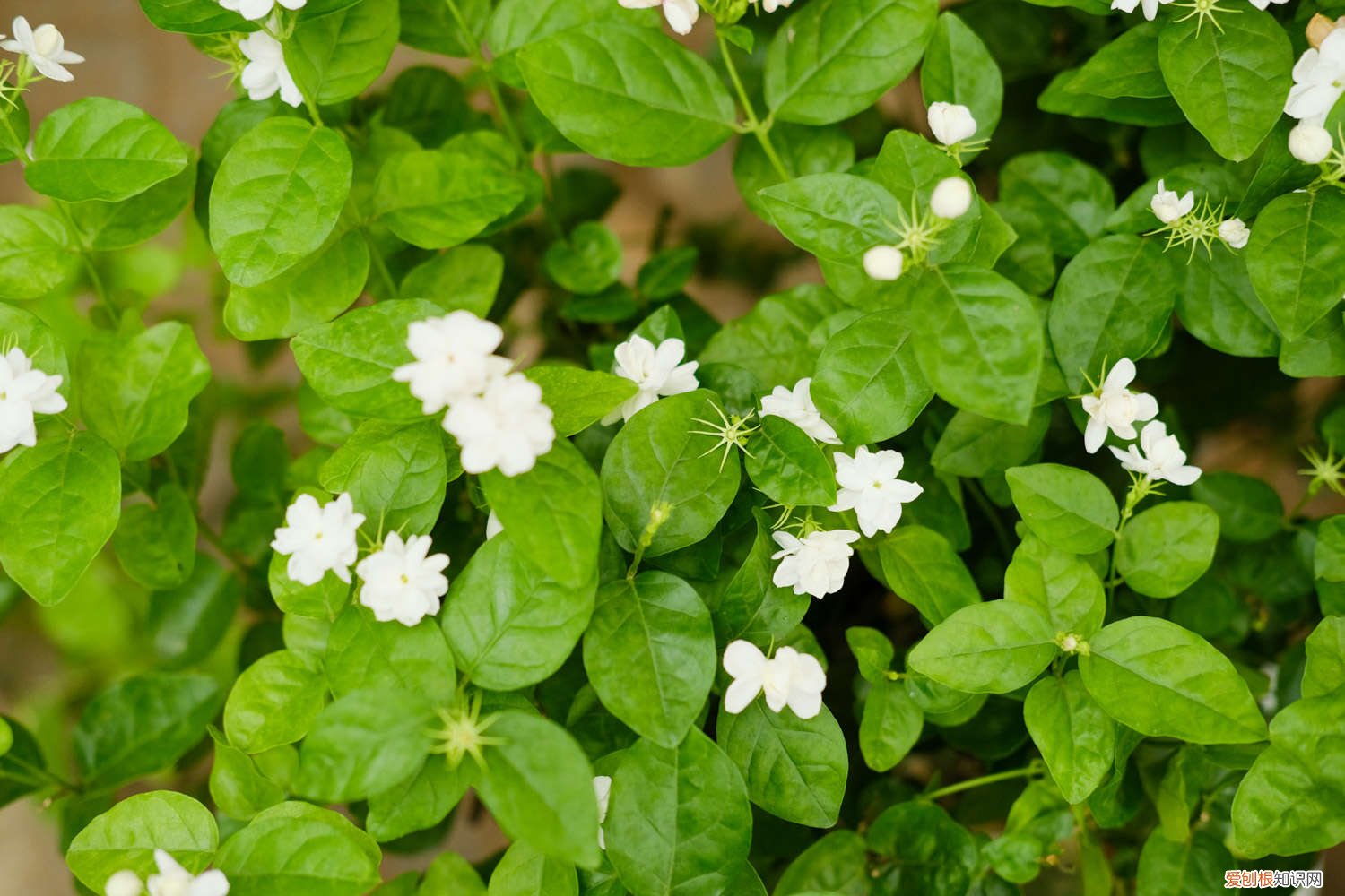 茉莉新枝怎么修剪 怎么让茉莉老枝发芽，老枝怎么修剪