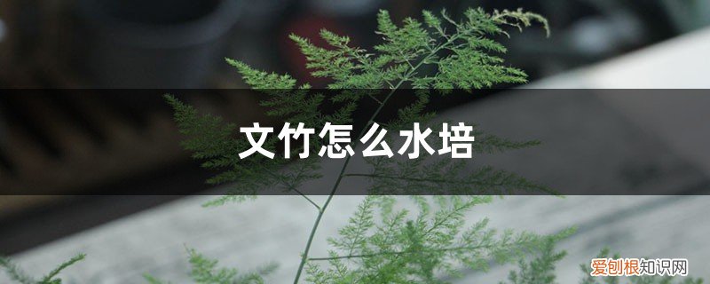 文竹怎样水培生根 文竹怎么水培，水培多久生根