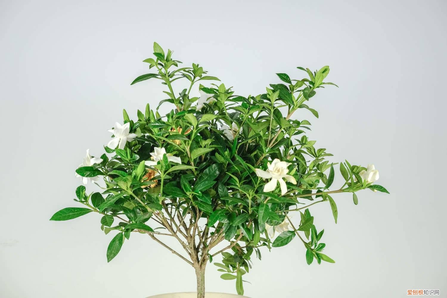 栀子花幼苗的养殖方法 栀子花小苗怎么养，定植后怎么养护
