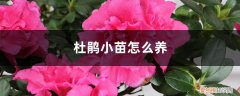 刚买回来的杜鹃花小苗怎么养 杜鹃小苗怎么养，怎么培育长得快