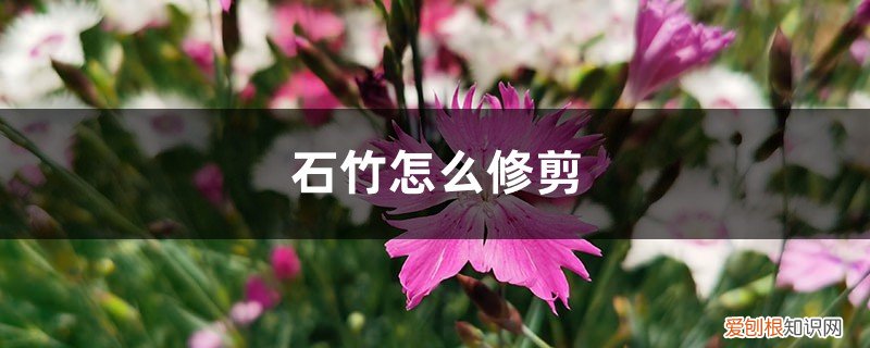 石竹怎么修剪,什么时候修剪最好 石竹怎么修剪,什么时候修剪