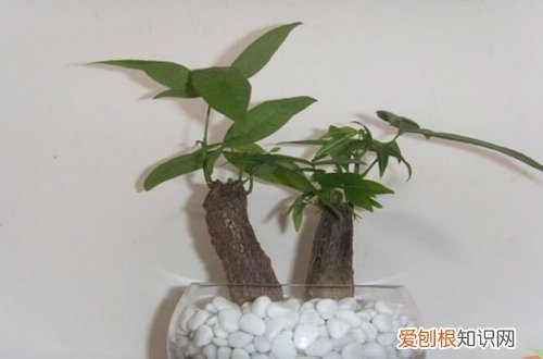 发财树插枝水培注意事项 发财树插枝水培方法？发财树如何水培插枝