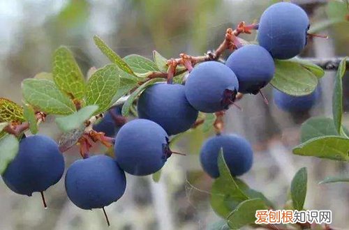 阳台栽蓝莓用什么盆 如何在阳台上养蓝莓，需要注意什么？什么时候修枝？需要施什么肥