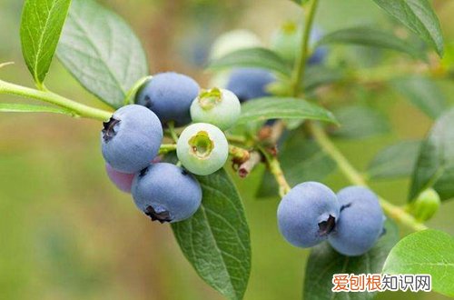 阳台栽蓝莓用什么盆 如何在阳台上养蓝莓，需要注意什么？什么时候修枝？需要施什么肥