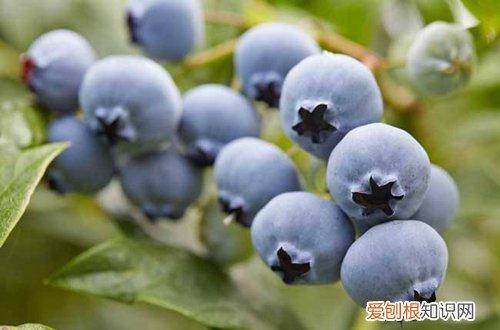 阳台栽蓝莓用什么盆 如何在阳台上养蓝莓，需要注意什么？什么时候修枝？需要施什么肥