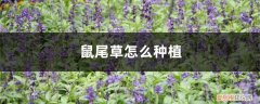 鼠尾草的种植和注意事项 鼠尾草怎么种植，什么季节种植