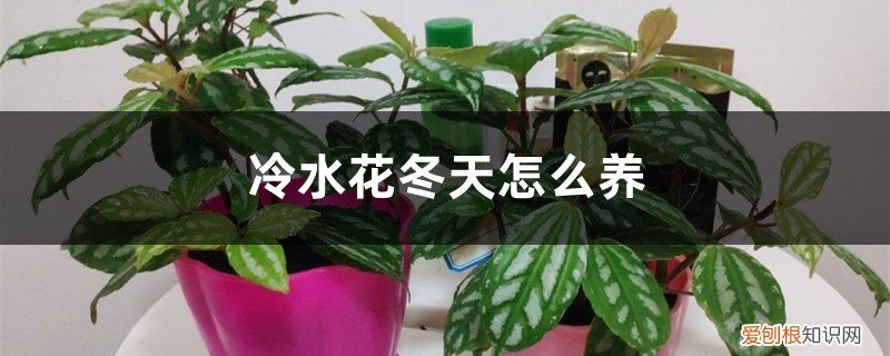 冷水花叶子变黑掉落 冷水花冬天怎么养,叶子边缘发黑怎么办