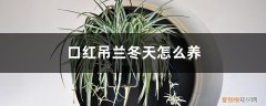 口红吊兰冬季在室内怎么养 口红吊兰冬天怎么养，会冻死吗