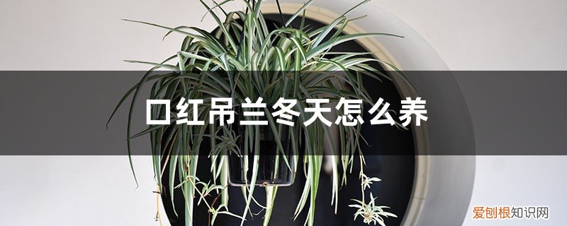 口红吊兰冬季在室内怎么养 口红吊兰冬天怎么养，会冻死吗