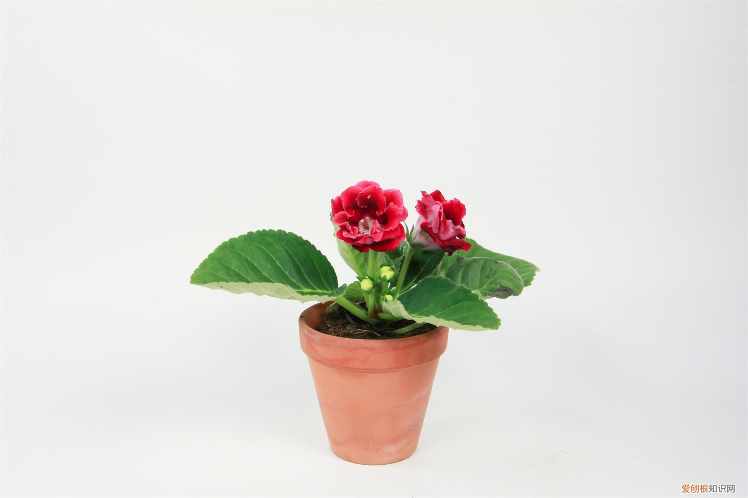 大岩桐不开花怎么回事，怎么催花