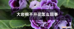 大岩桐不开花怎么回事，怎么催花