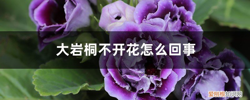 大岩桐不开花怎么回事，怎么催花