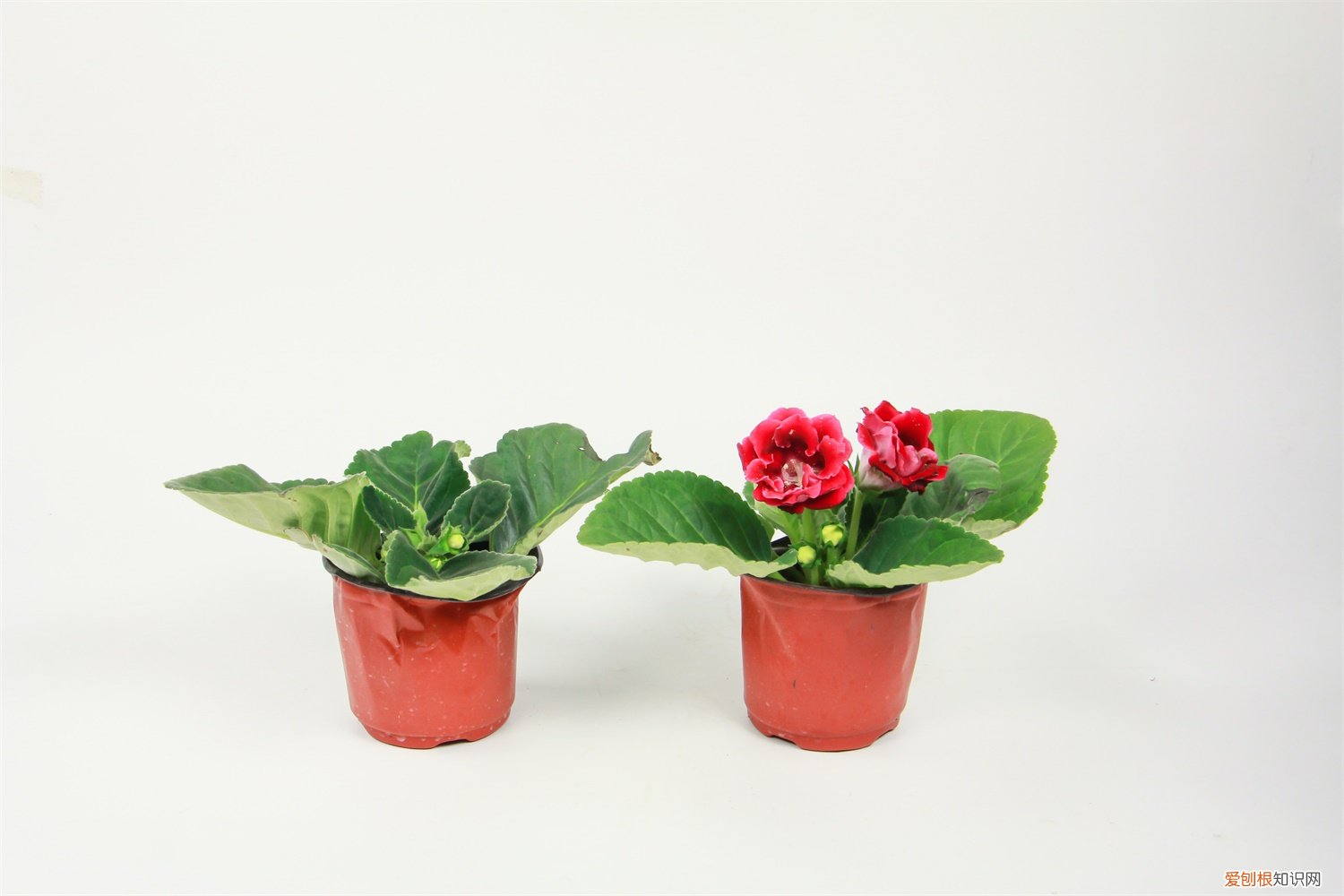 大岩桐不开花怎么回事，怎么催花