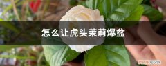 怎样养好虎头茉莉花 怎么让虎头茉莉爆盆，怎样才能多开花
