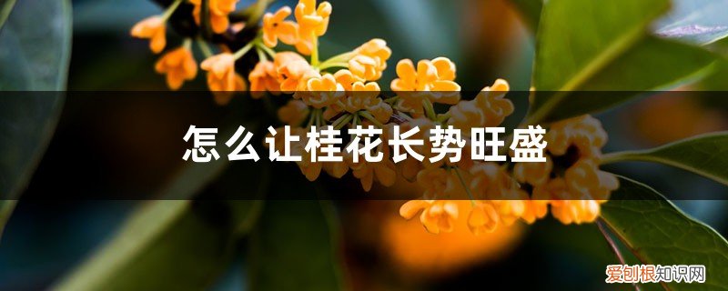 怎么让桂花长势旺盛,什么时间修剪最好看 怎么让桂花长势旺盛，什么时间修剪最好