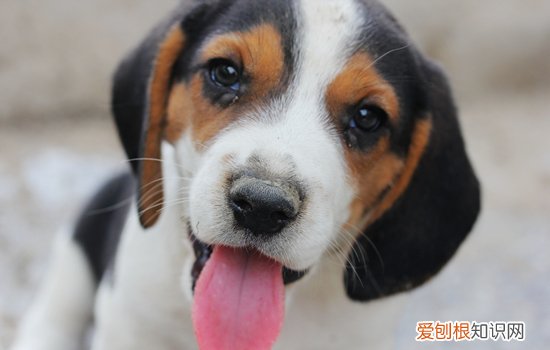 万能梗体重 万能梗寿命