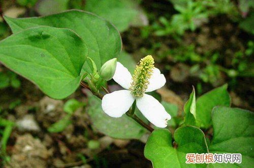 图 大面积种植鱼腥草的方法和注意事项(鱼腥草怎样种植)