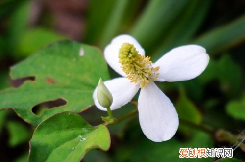 图 大面积种植鱼腥草的方法和注意事项(鱼腥草怎样种植)