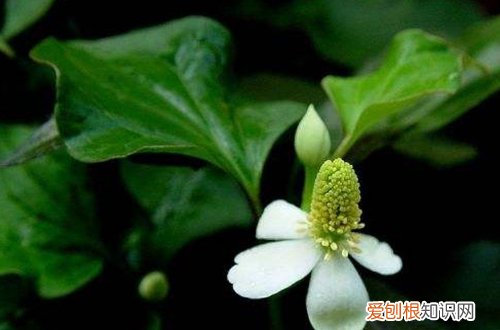图 大面积种植鱼腥草的方法和注意事项(鱼腥草怎样种植)