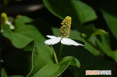 图 大面积种植鱼腥草的方法和注意事项(鱼腥草怎样种植)