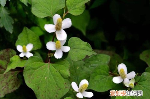 图 大面积种植鱼腥草的方法和注意事项(鱼腥草怎样种植)