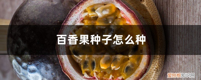 百香果种子繁殖方法 百香果种子怎么种,怎么育苗