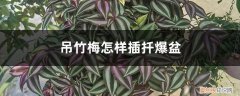 吊竹梅插枝后多久浇水 吊竹梅怎样插扦爆盆，扦插后几天浇水