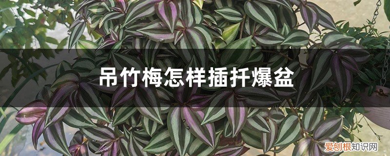 吊竹梅插枝后多久浇水 吊竹梅怎样插扦爆盆，扦插后几天浇水