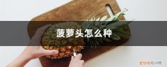 菠萝头种菠萝多久结果 菠萝头怎么种，种多久能结菠萝