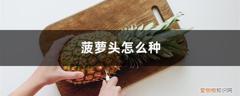 菠萝头种菠萝多久结果 菠萝头怎么种,种多久能结菠萝