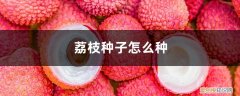 荔枝种子怎么种,盆栽能结果吗视频 荔枝种子怎么种，盆栽能结果吗