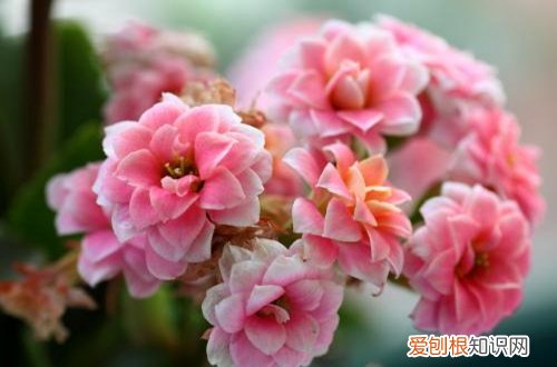 图 长寿花怎么养?长寿花的养殖方法和注意事项(长寿花花的养殖方法和注意事项 盆栽)
